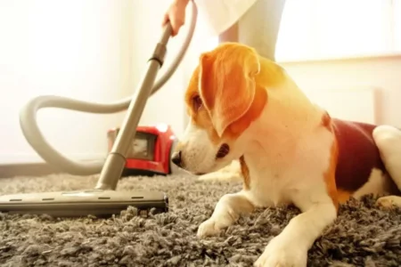 Daily vacuuming is a must for pet owners